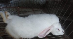 Santé animale/Menace sur la filière cunicole: Une pandémie mortelle décime l’élevage de lapins au Bénin