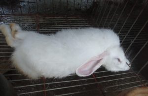 Santé animale/Menace sur la filière cunicole: Une pandémie mortelle décime l’élevage de lapins au Bénin