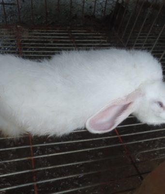 Santé animale/Menace sur la filière cunicole: Une pandémie mortelle décime l’élevage de lapins au Bénin