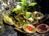 Inclusion financière/Les crypto monnaies pour booster le processus d’intégration monétaire en Afrique