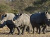 Avec la baisse du tourisme, le braconnage des rhinocéros pourrait s’intensifier en Namibie