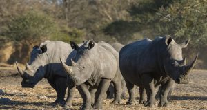 Avec la baisse du tourisme, le braconnage des rhinocéros pourrait s’intensifier en Namibie