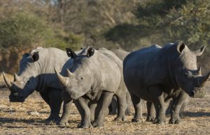 Avec la baisse du tourisme, le braconnage des rhinocéros pourrait s’intensifier en Namibie